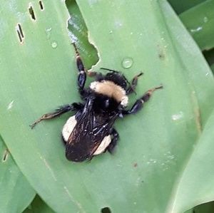 Meet your Posher, Roberta